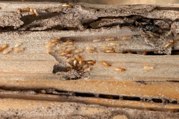 Best Affordable Pest Control Services  in Richfield, WI